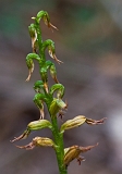 Corunastylis despectans Sharp Midge-orchid